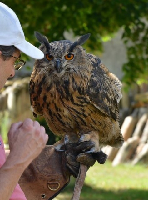 Spectacle de fauconnerie
